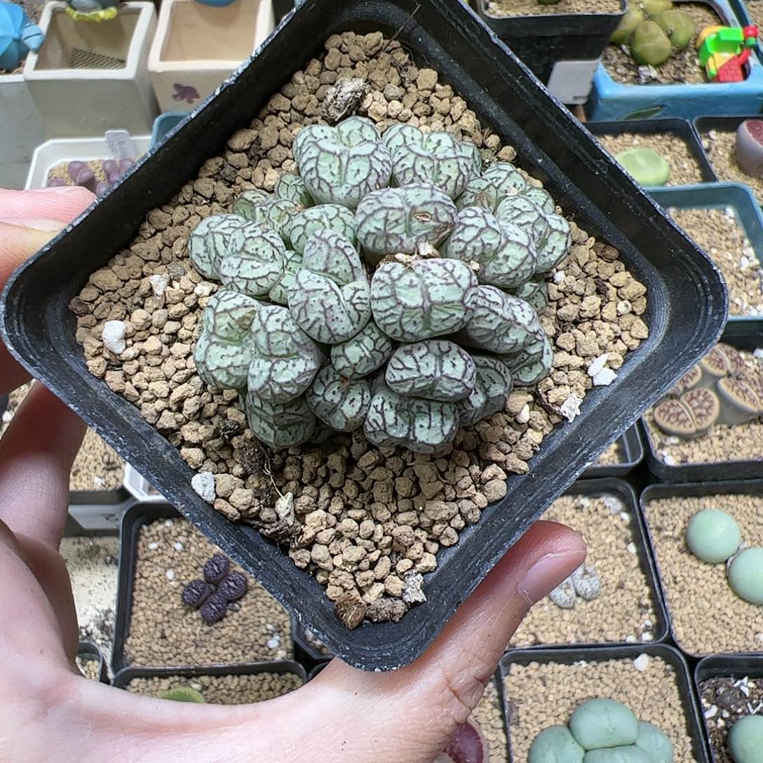 【闪购商品】203 福利原价300