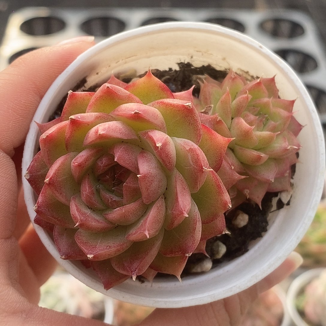 可爱的肉肉喜欢拍236