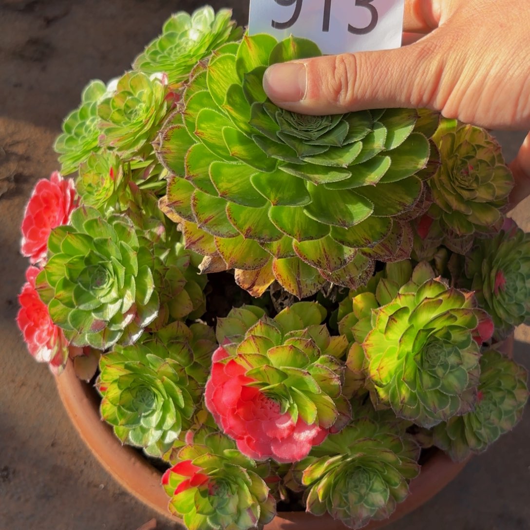 913多肉植物知否特价