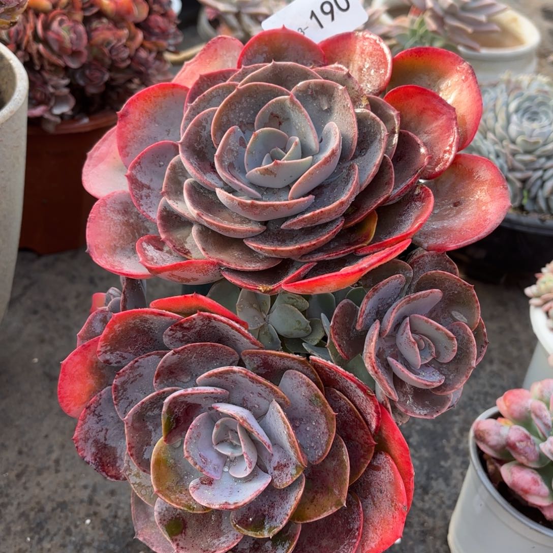 同温层多肉尘埃玫瑰190