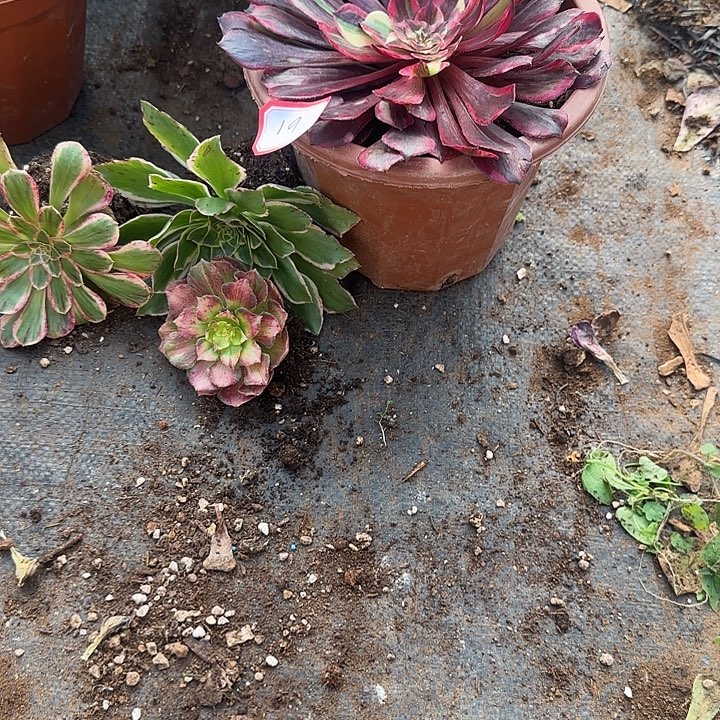 快***子4颗小苗多肉植物19