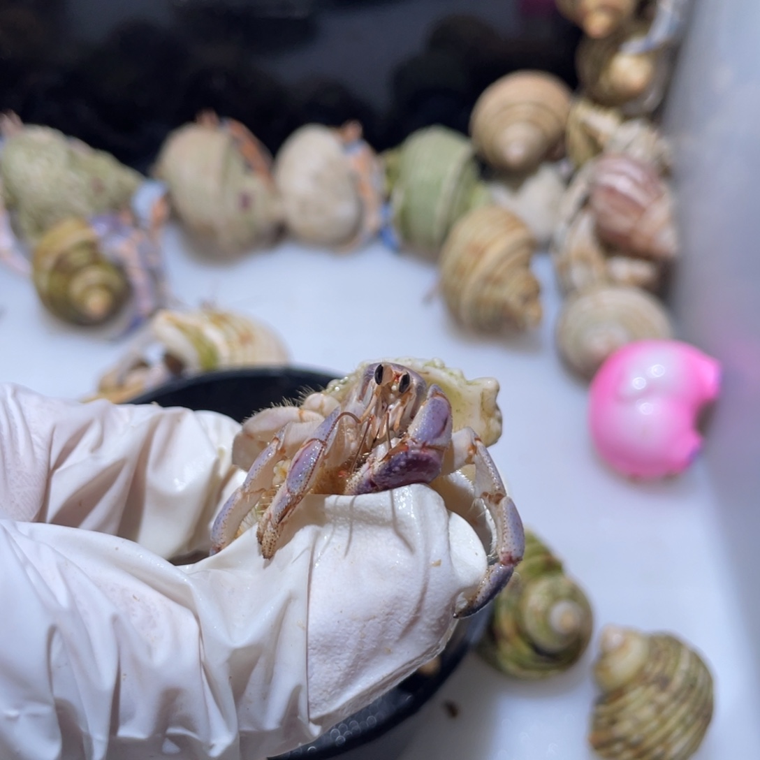 G11 紫陆 粉紫色1.6口兔子小姐专拍