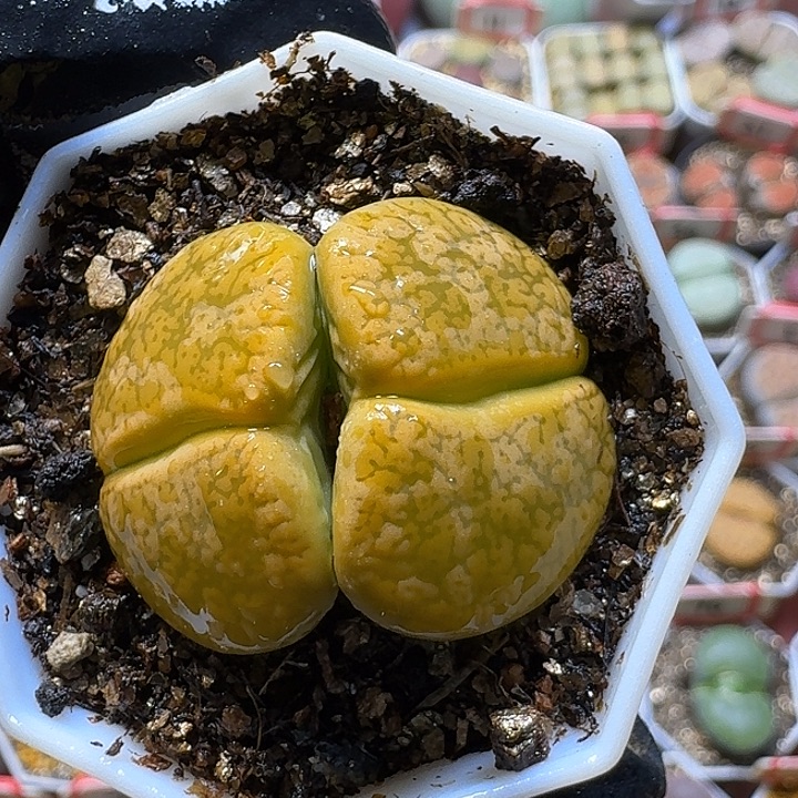 生石花23:：。在。 38号