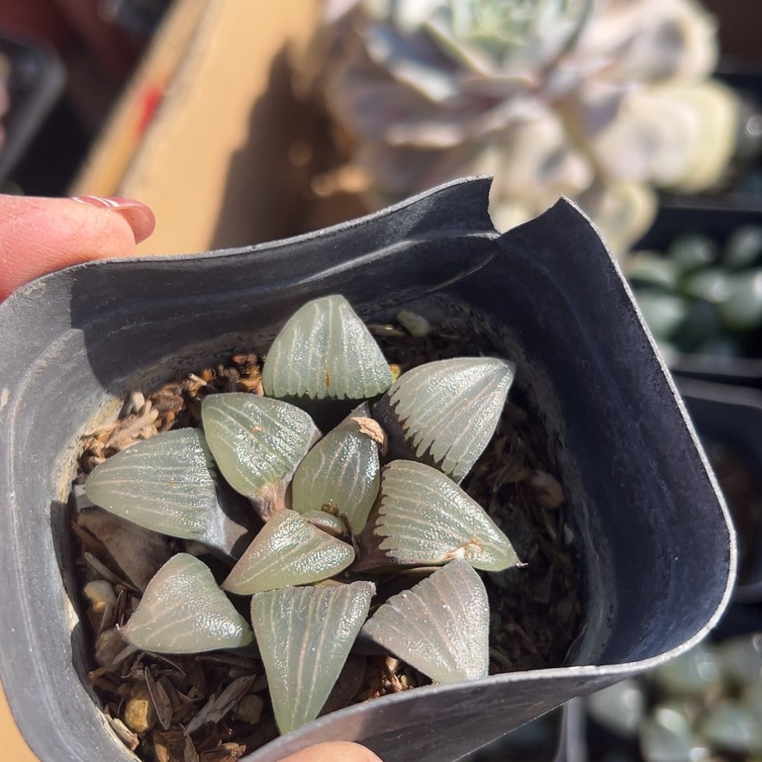 多肉植物多肉植物