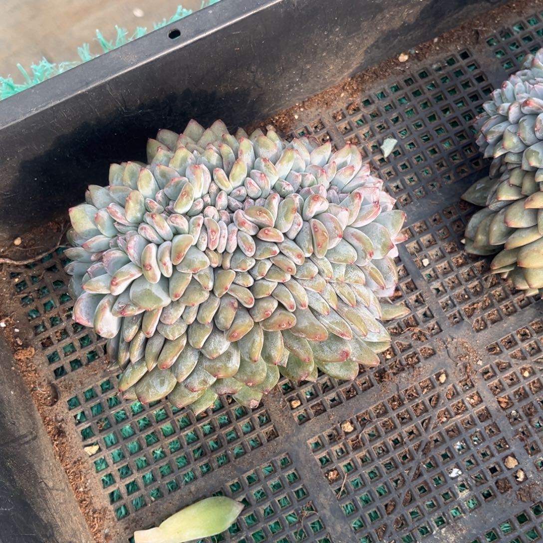 南***麻南南姐姐德星颖大鸡腿