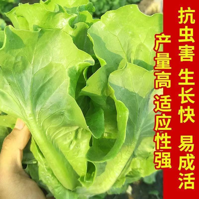 四季生菜苗意大利生菜紫叶生菜小菜园秧苗孔雀阳台盆栽蔬菜苗水培