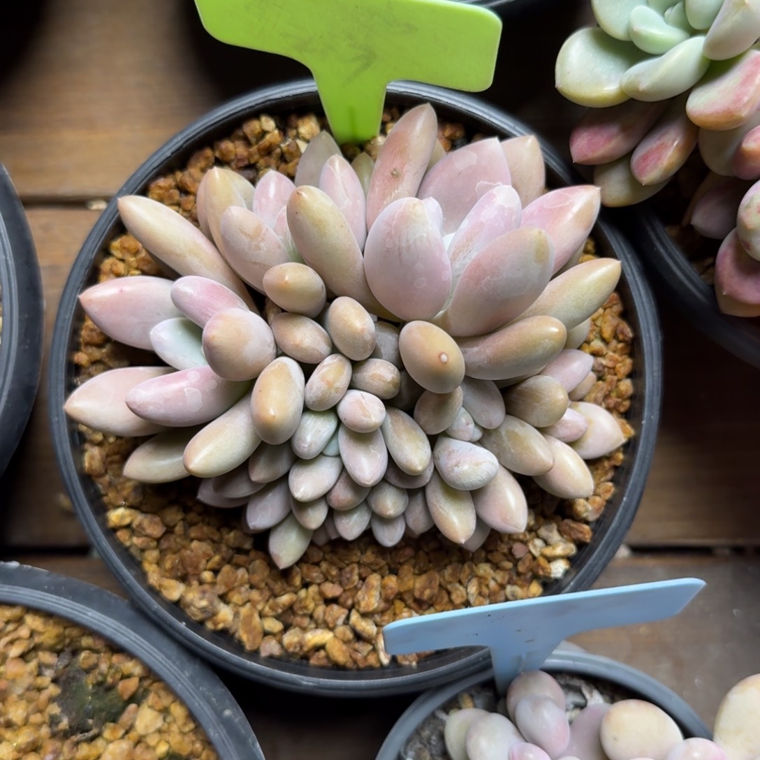 原始虞美人111111111111111