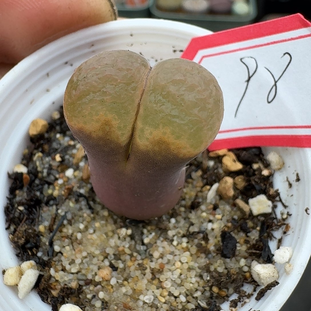 98多肉哈哈哈哈哈哈