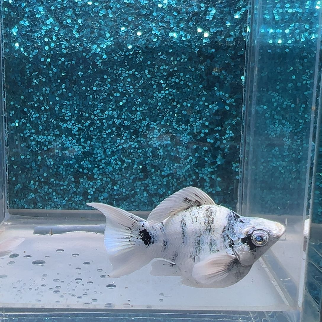 孔雀鱼水墨画玛丽一对0039