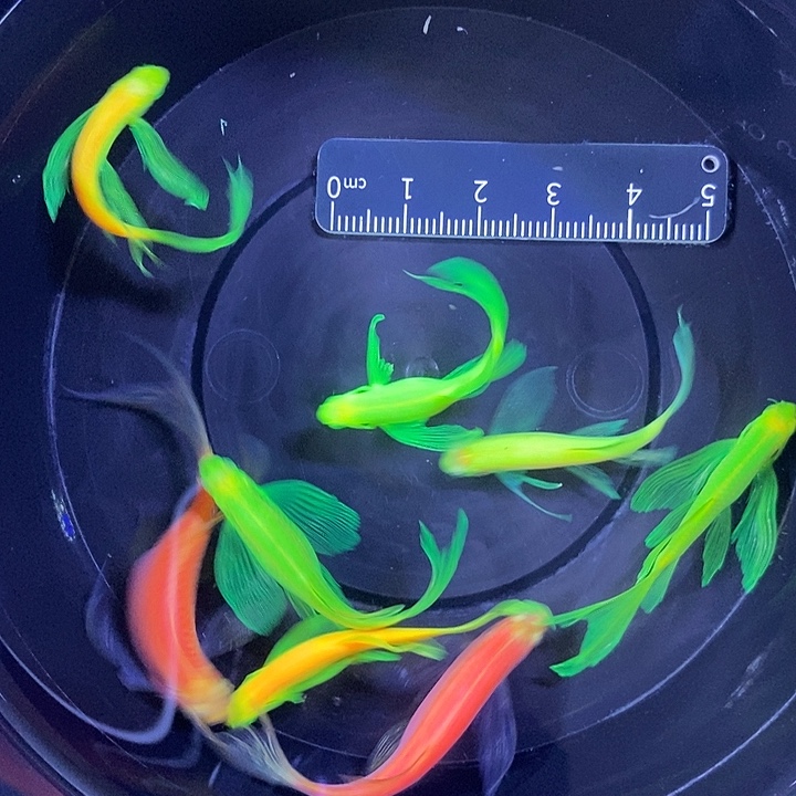 斑马鱼蝶翼斑马瑕疵练手鱼4厘米8条