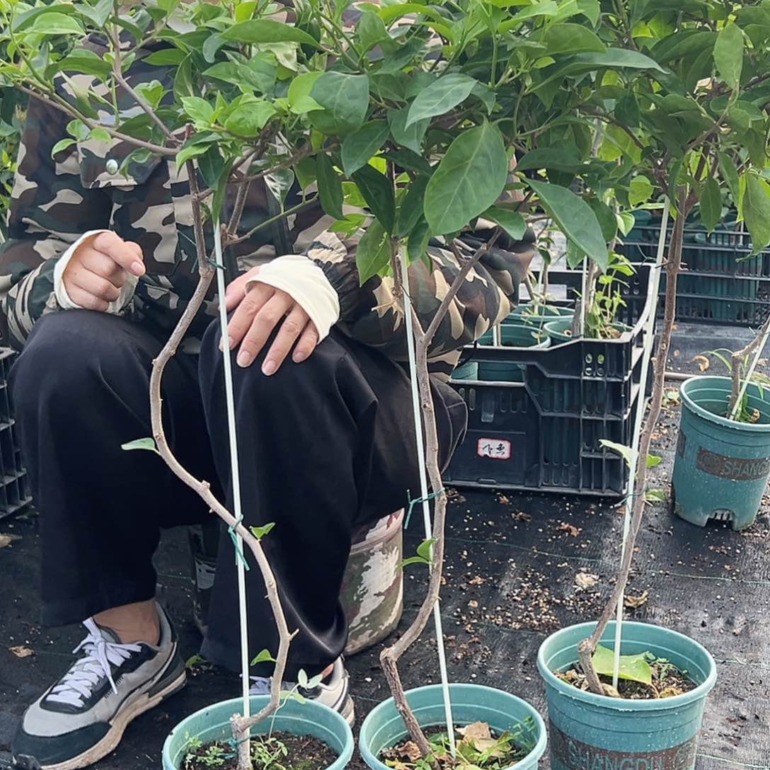 大部分开放少量花苞赛佛里棒棒糖一颗，19.9