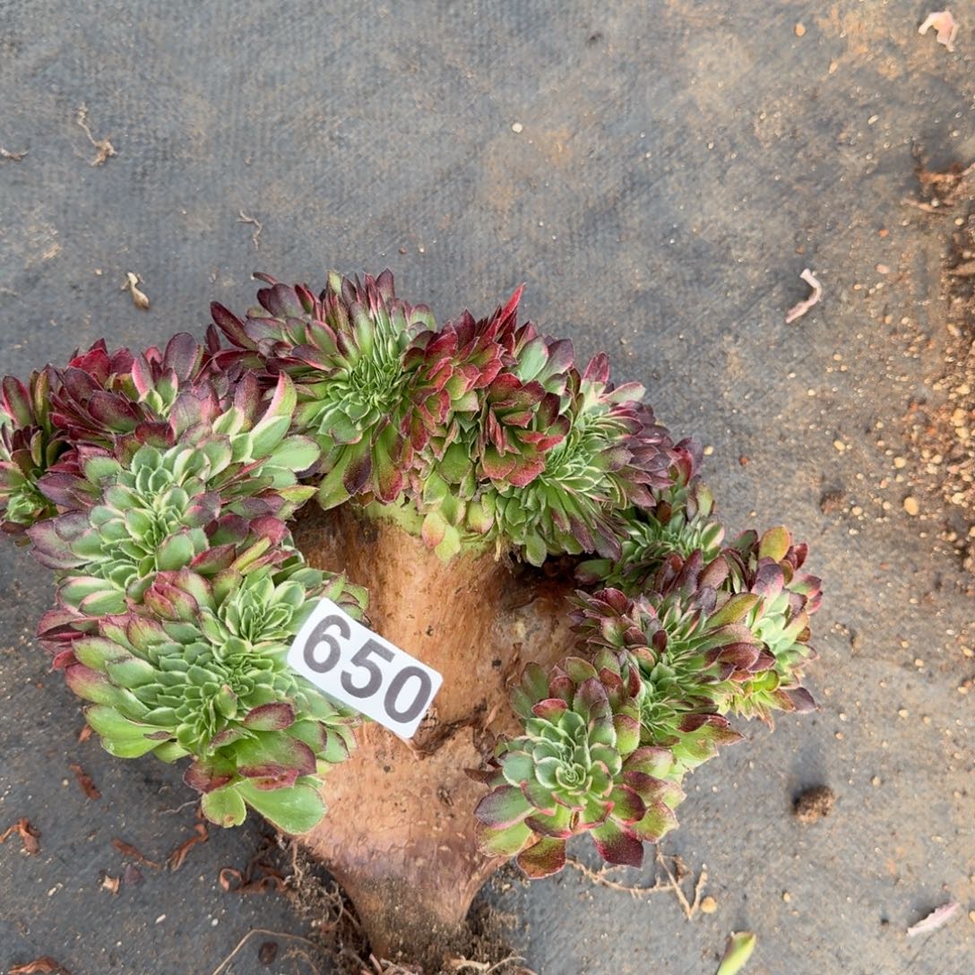 650多肉植物玉资缀