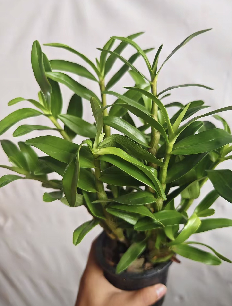 S级精品石斛 1盆 好养活 不售后