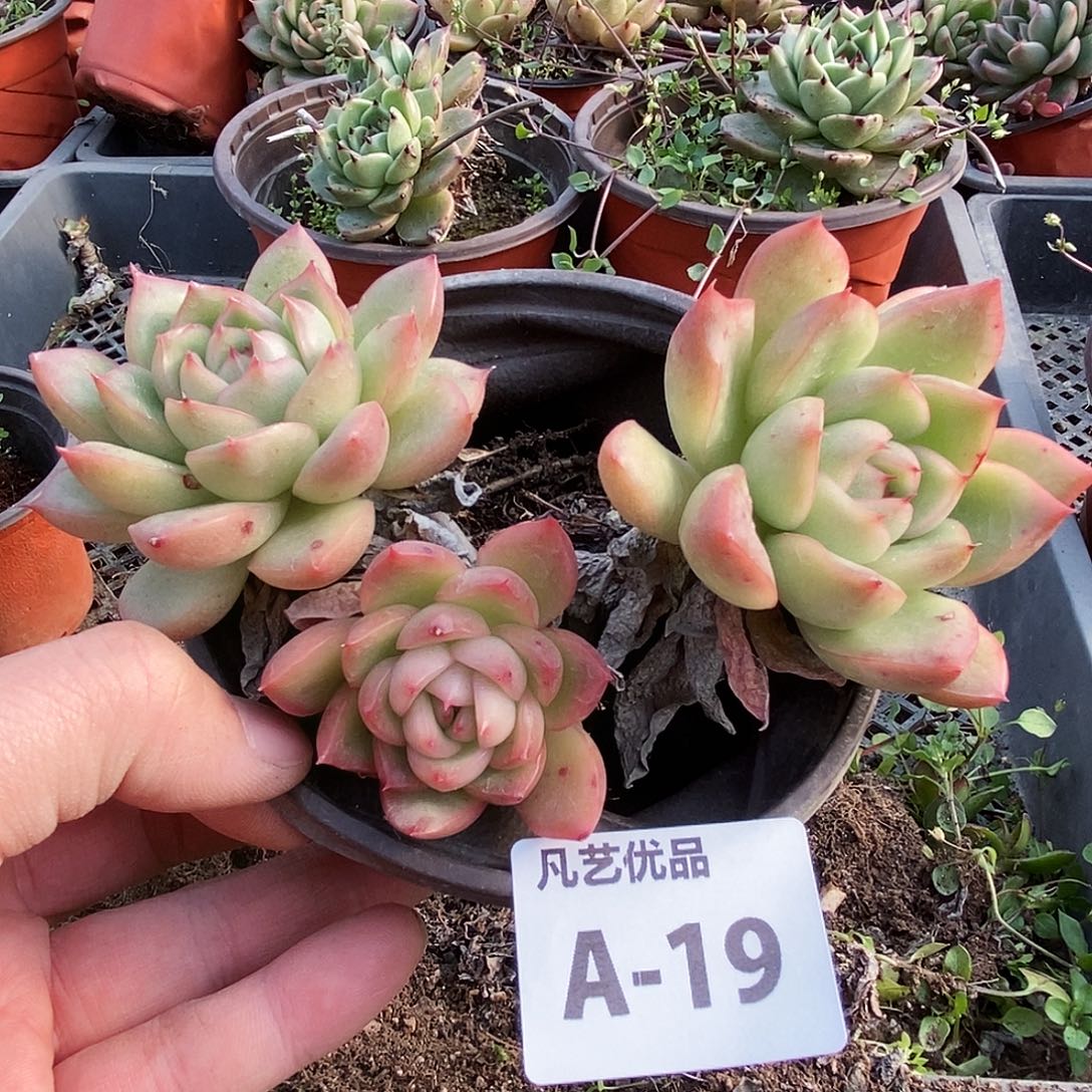 一物一拍A19满9.9包邮
