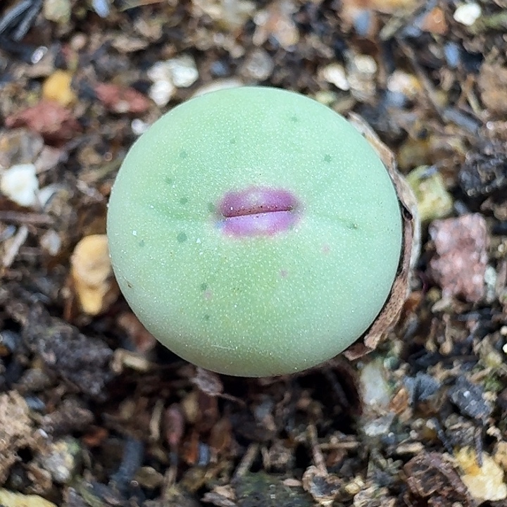 老马生石花小红嘴1043