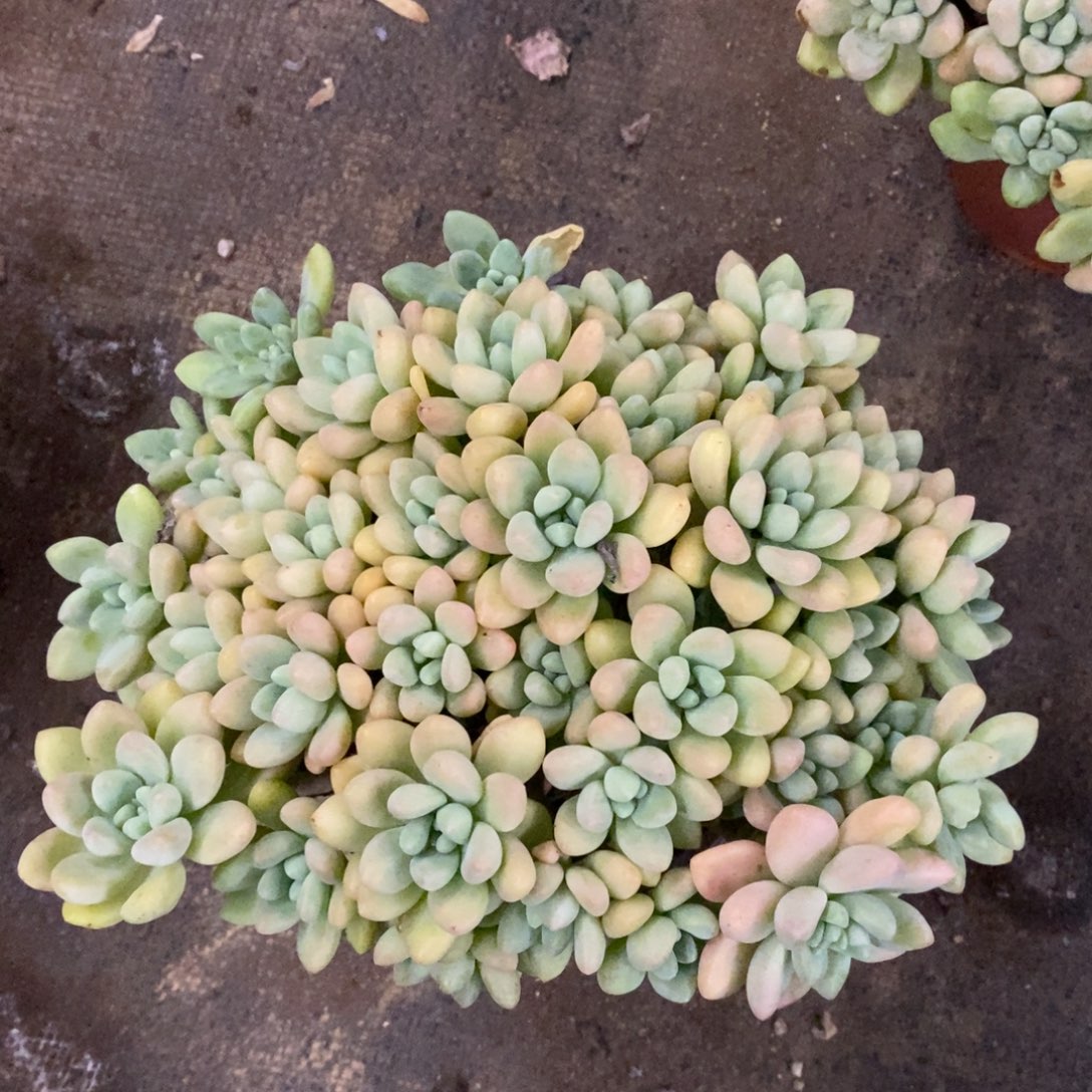 奶酪蛋糕整桩整群