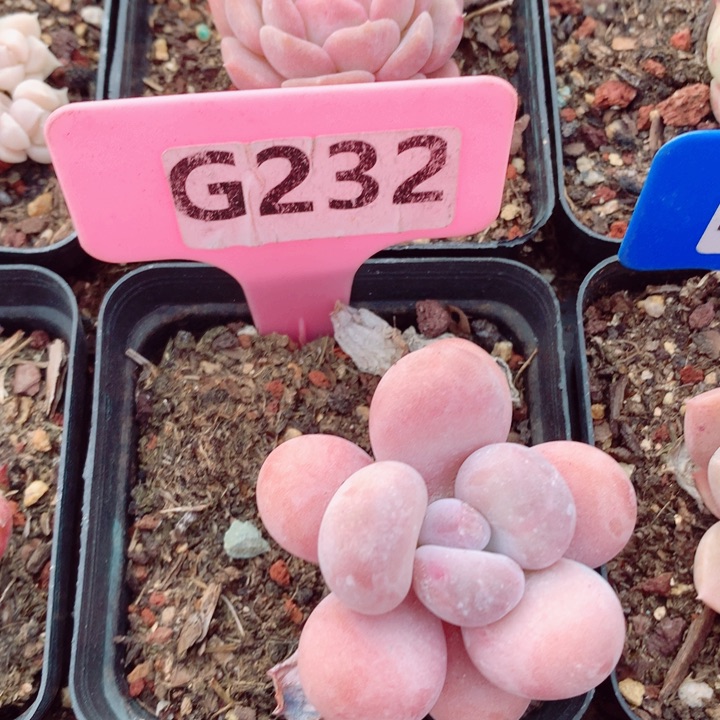 多肉植物5-6cm左右