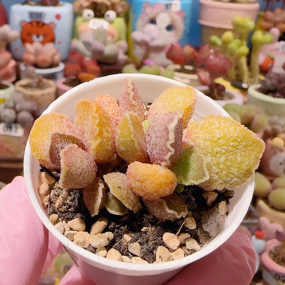 T花螺盆口。   5cm