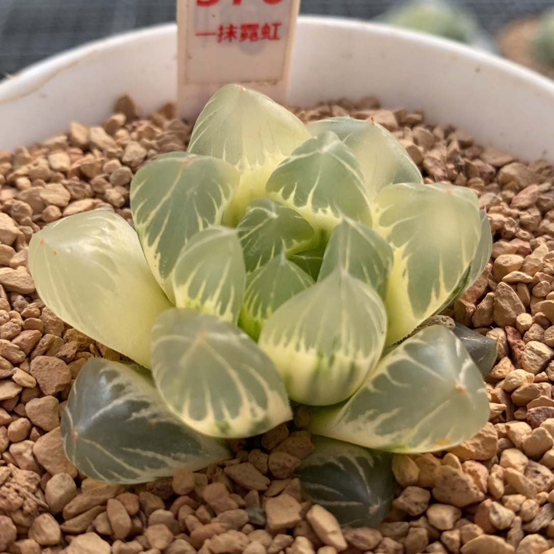 576糊斑水晶×冰川玉露锦