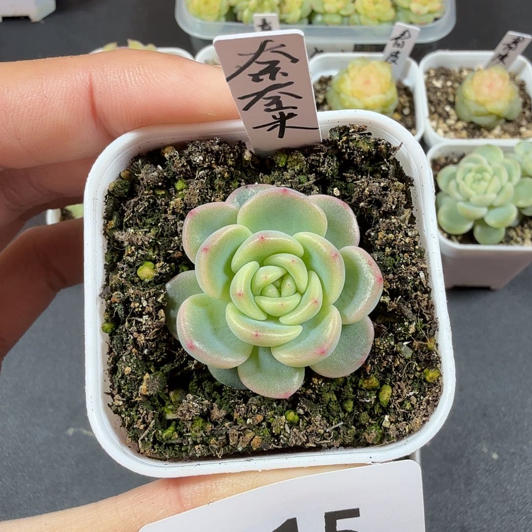 奈奈米一物一拍015