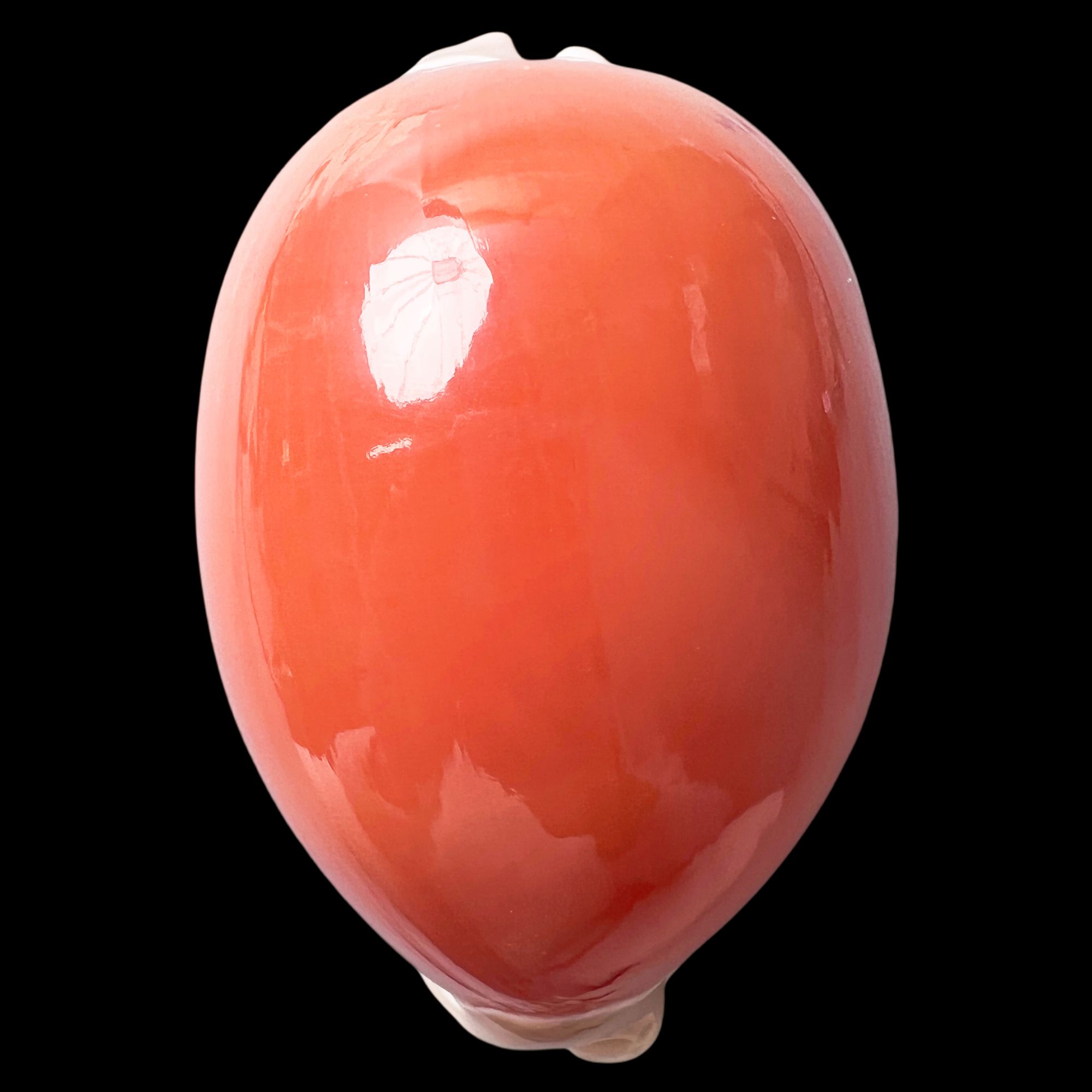 【HJ宝螺】90.1mm 大尺寸 GEM- 老藏 产地：菲律宾 贝壳 C6