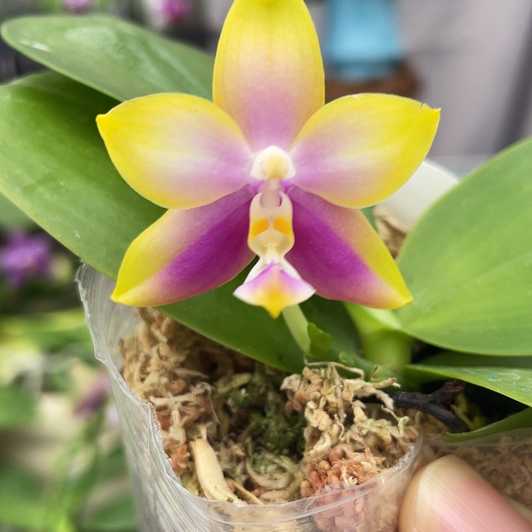 完全开放03叶瑕花期不保