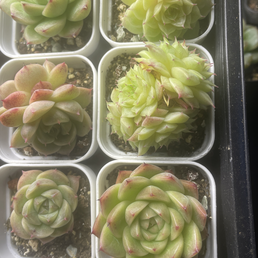 麦秆套餐组合带盆发货