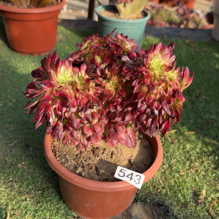 红铜壶超白锦法师锦缀543