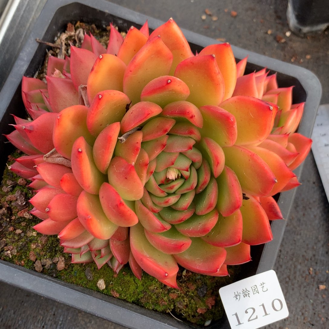 1210杂交精品基地15厘米