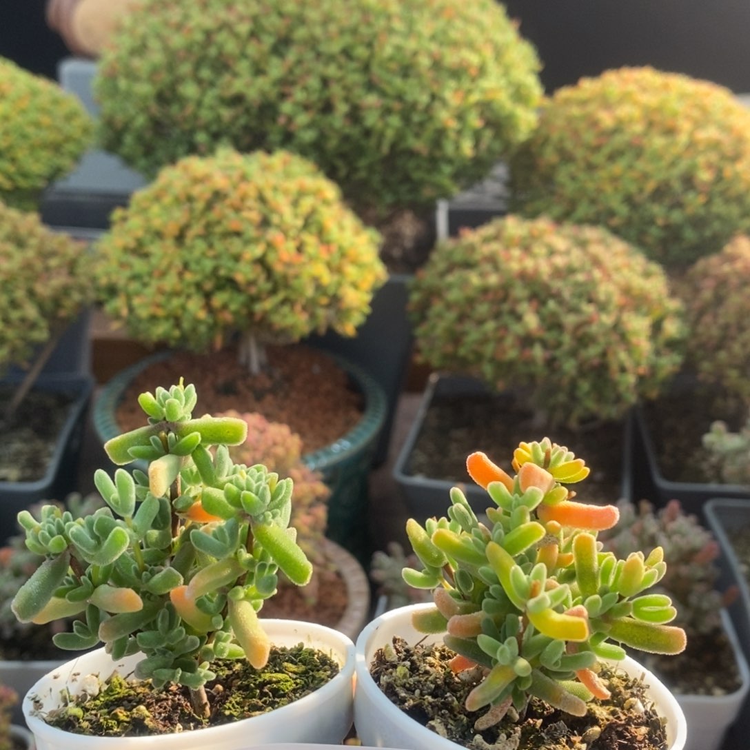 柠***冰实生虾钳2211枝干番杏