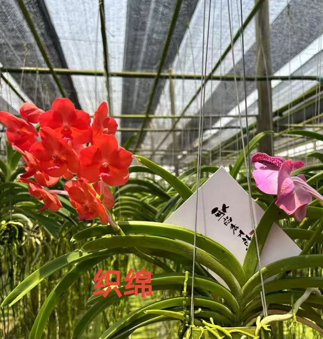精品浓香型兰花室内外好养易活花卉绿植盆栽盆栽植物