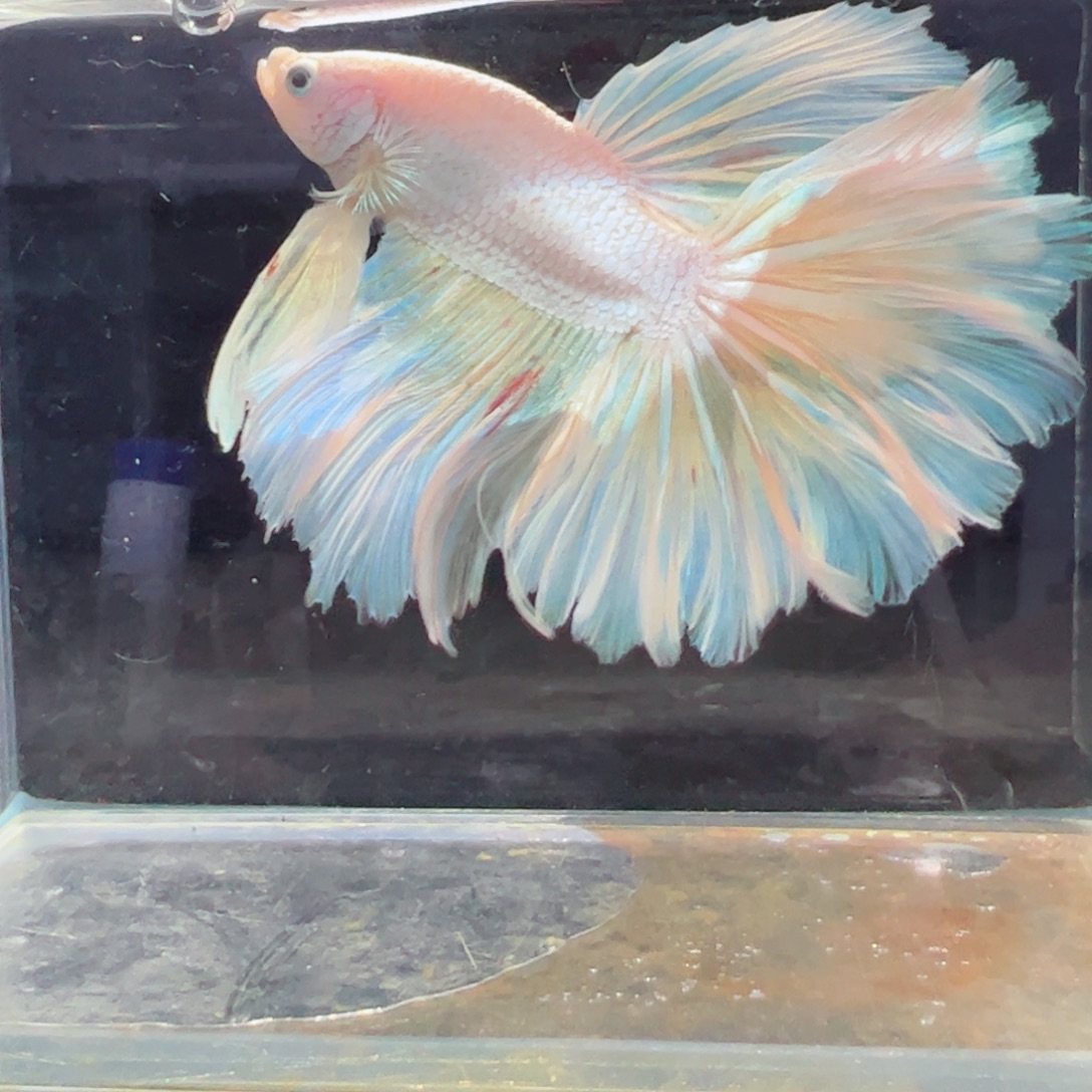 斗鱼浅色特殊尾hhhh