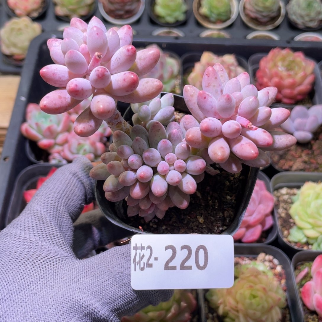 花利美 2-220婴儿手指