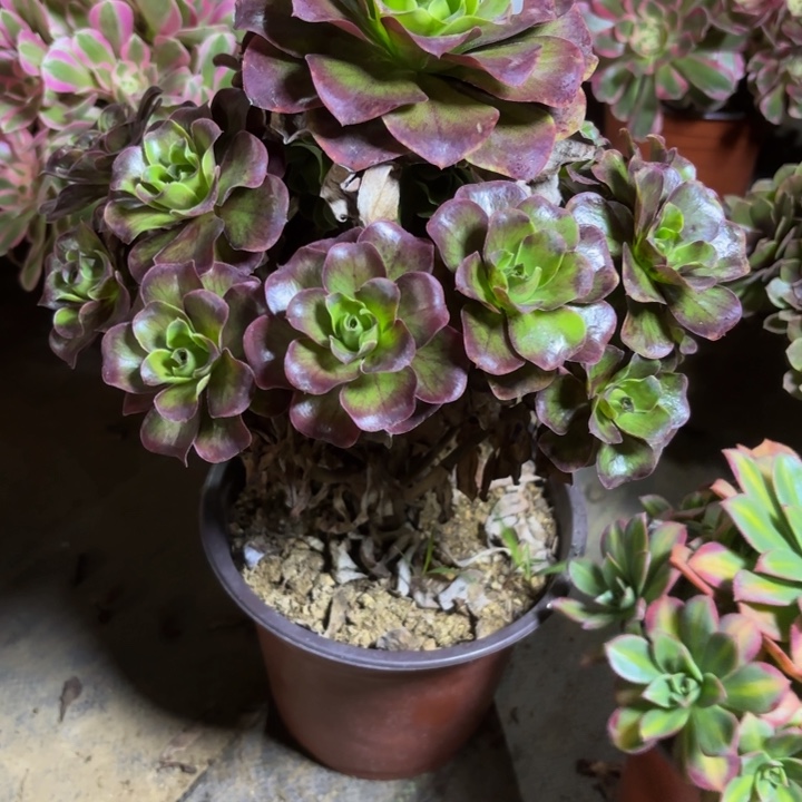 瑞妈，。。。。。。？315魅金，