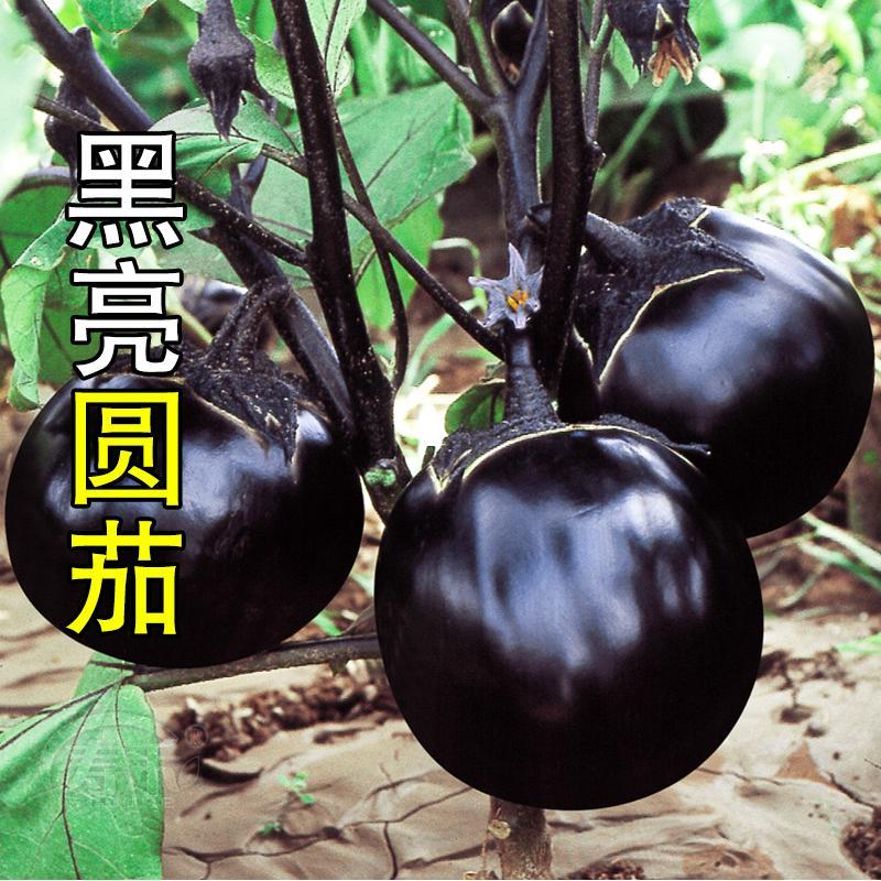 直播间圆茄种子黑色圆形茄种籽紫黑色果型大产量高口感好黑圆王