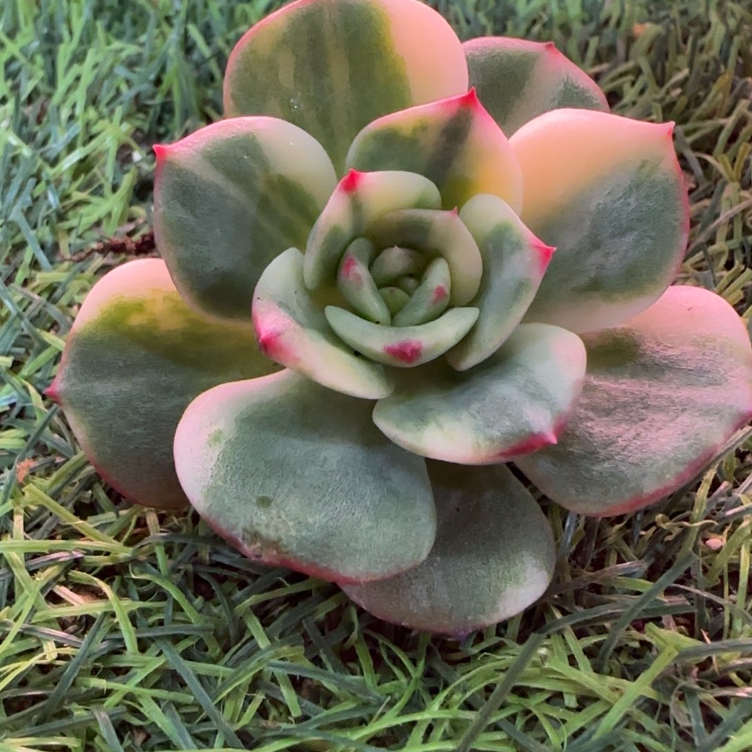 三文鱼锦多肉植物