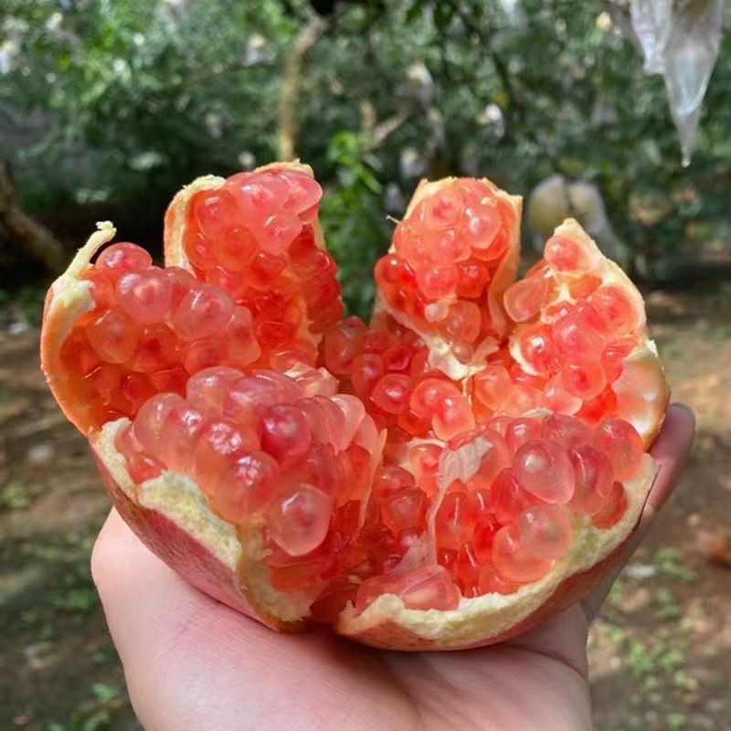 山西临猗甜石榴当季新鲜硬籽甜石榴孕妇水果包邮