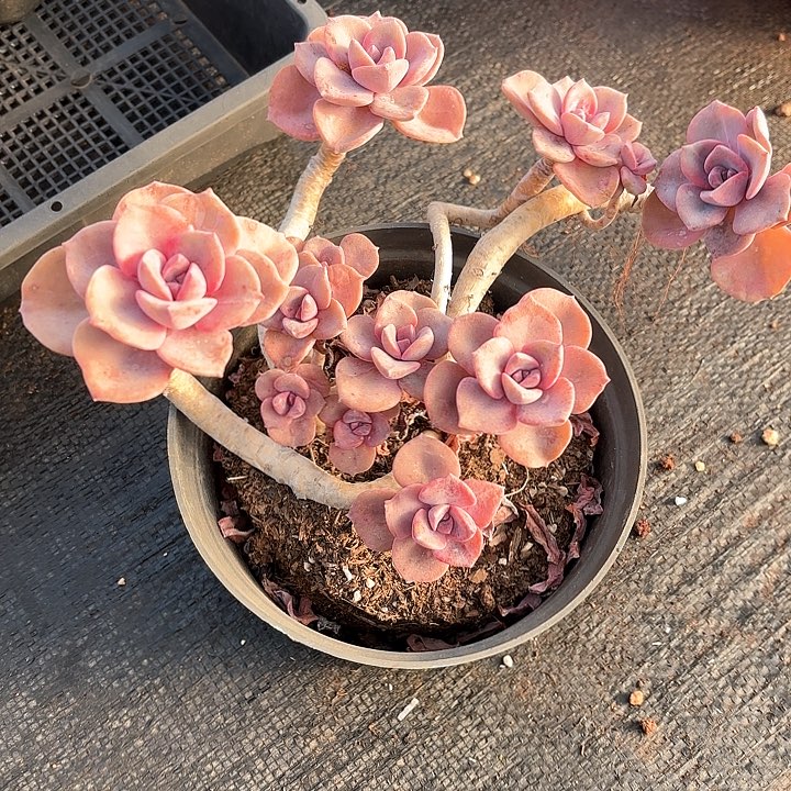 多肉植物，彩虹糖