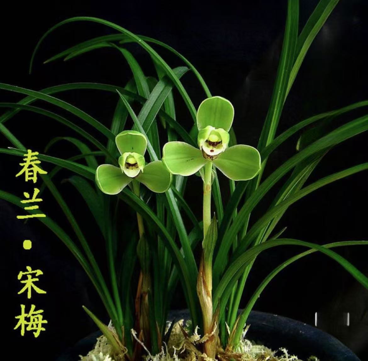 春兰老种宋梅  （直播限量专拍）