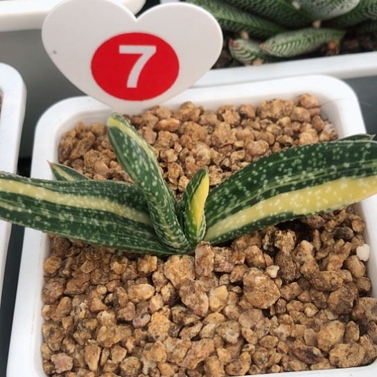 达摩旋转蜗牛锦白星龙多肉