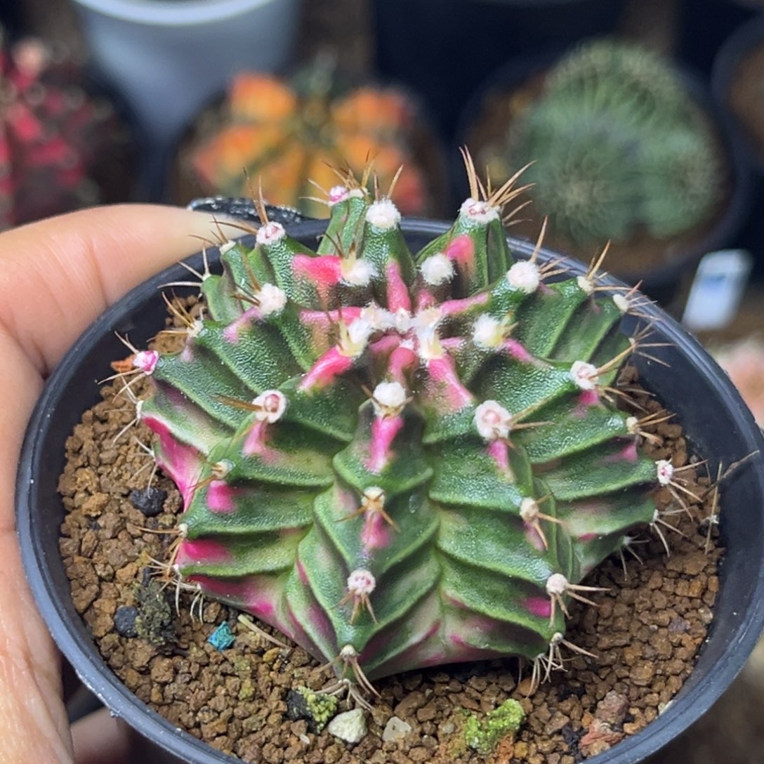 pink love 带盆土发货