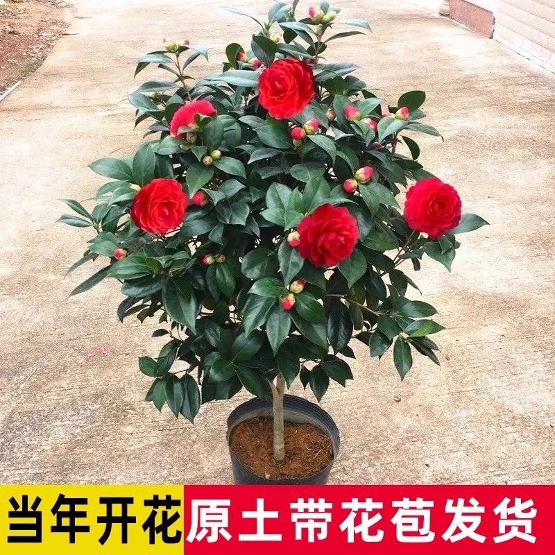 四季开花夏日七星山茶花盆栽地栽好养活室内外易养活阳台庭院