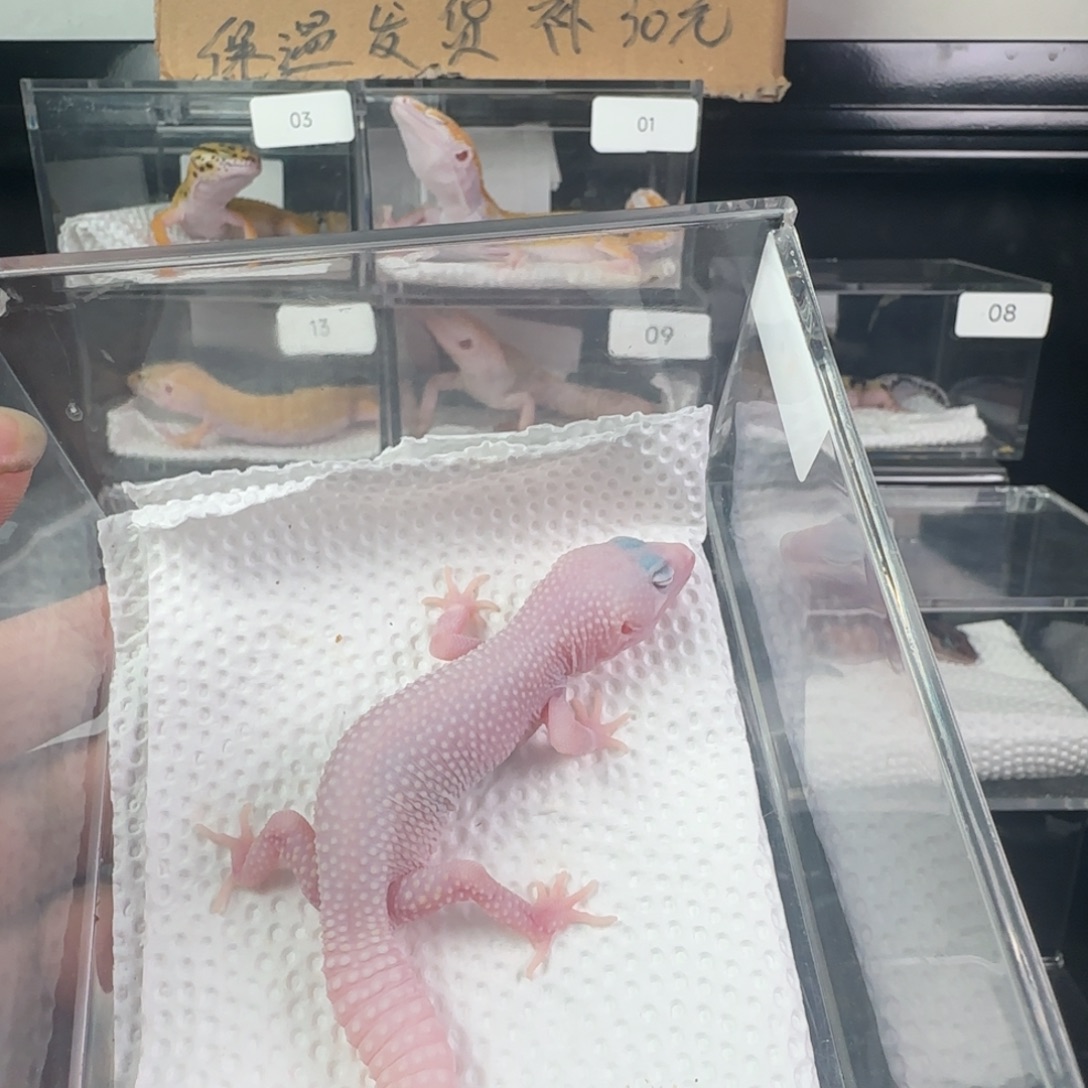 豹纹守宫雪花恶魔白酒妹妹