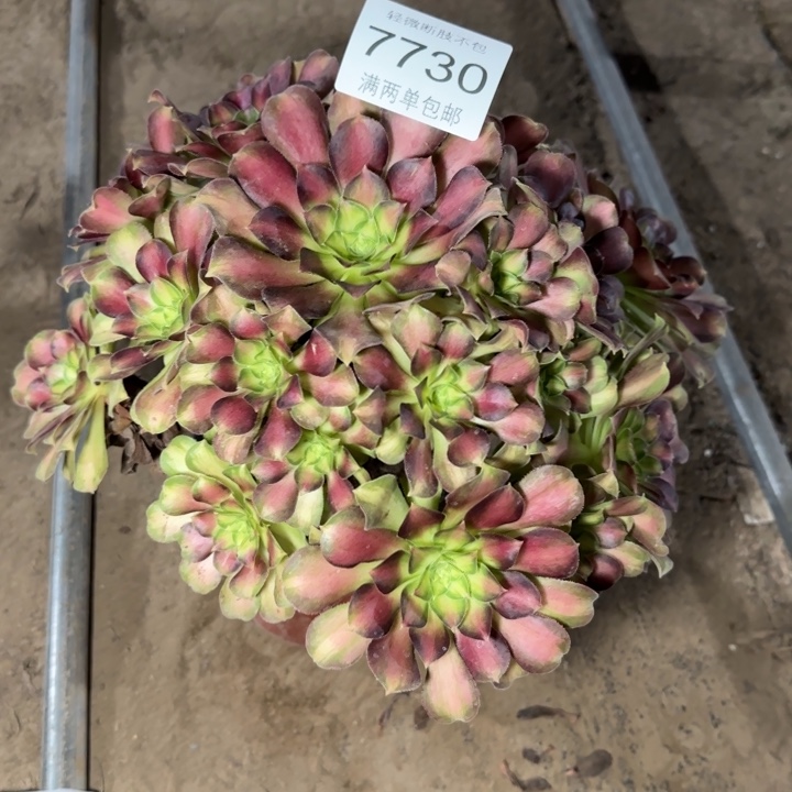 7730韶华的多肉植物