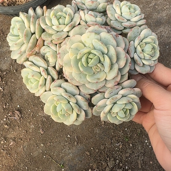 香草锦多肉以后就不