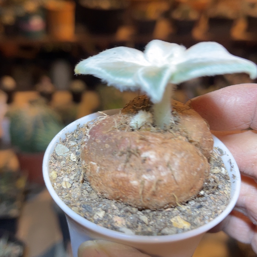 实生断崖女王一物一拍