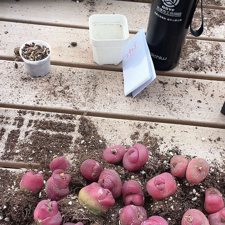 娅***景3126。  一组毛毛。  