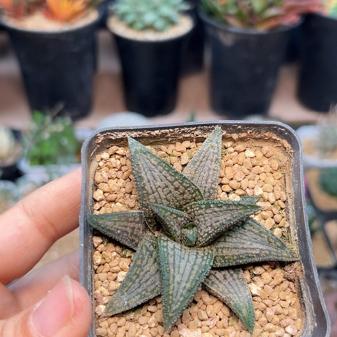 锦带桥硬叶十二卷