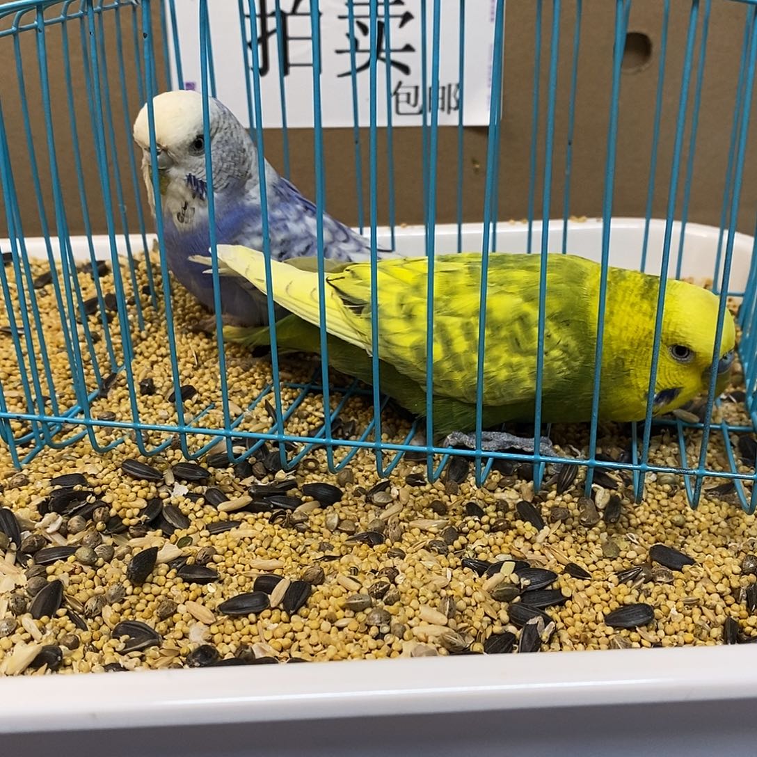 虎皮鹦鹉大头虎皮