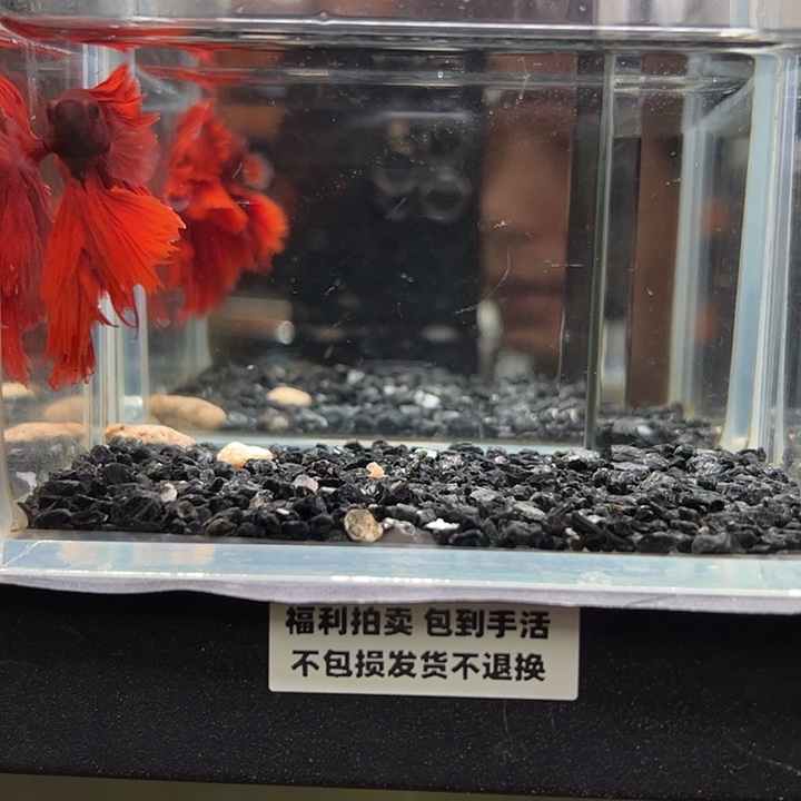 斗鱼竞拍跑单拉黑19日43